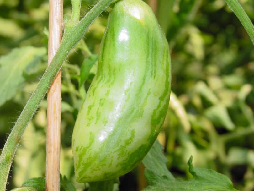 Green Sausage