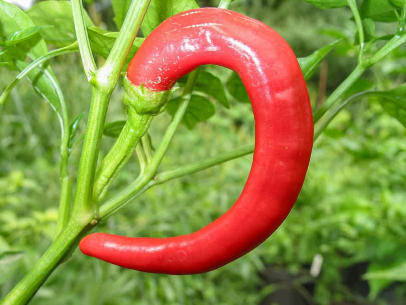 Guindilla - Capsicum annuum - Chilisorte