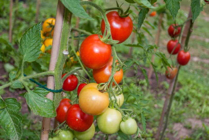 Die Tomatensorte Hlozanek ist eine robuste. ertragreiche Tomate