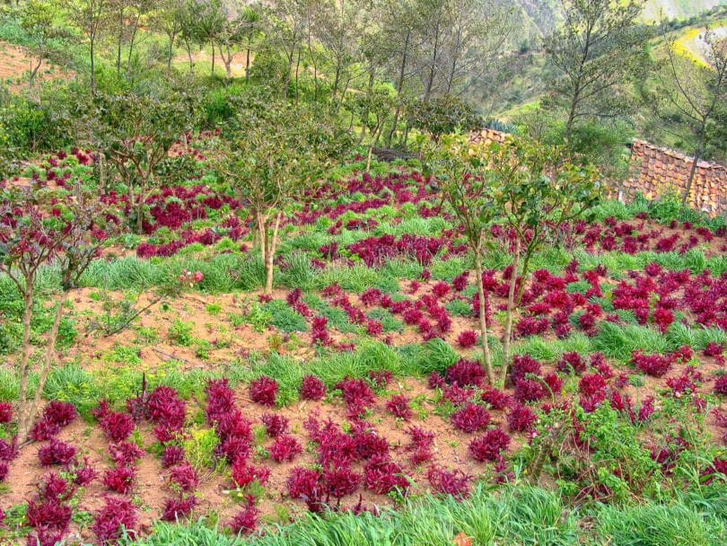 In biologisch bewirtschafteten Kleingärten werden die Zutaten für Horchata lojana angebaut