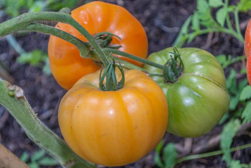 Hughs - Solanum lycopersicum - Tomatensorte