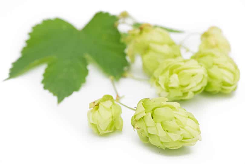 Hopfen Humulus lupulus Ethnobotanik