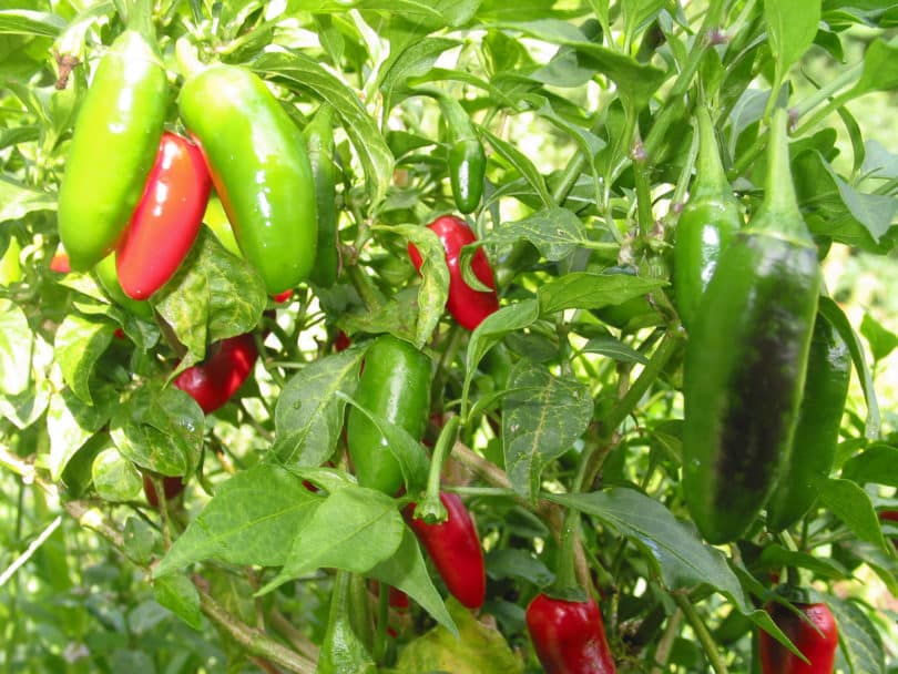 Jalapeño