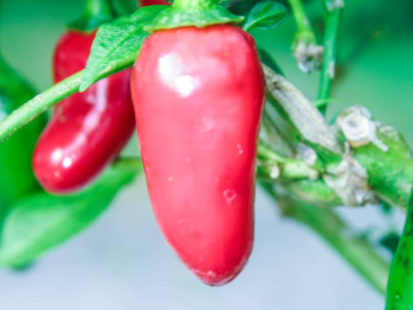 Jalapeño