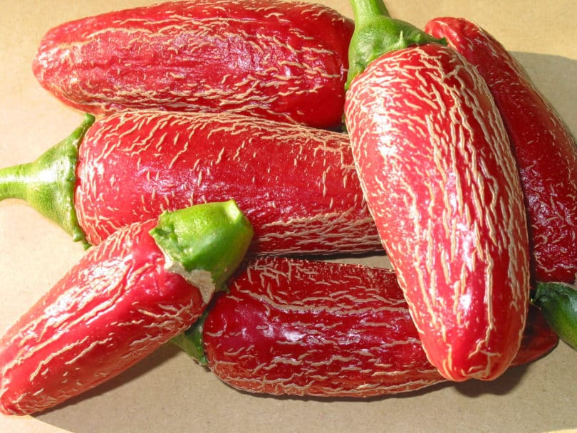 Jalapeño Jumbo