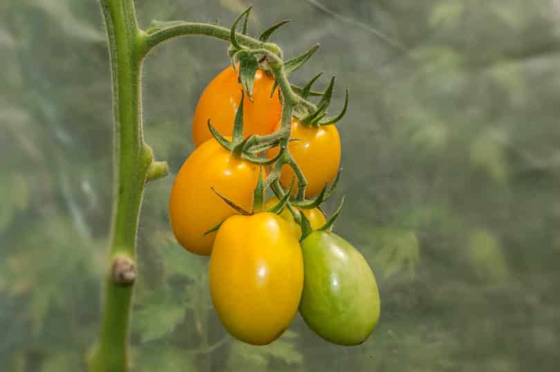 Die Tomate Japanisches Ei schmeckt aromatisch, saftig gut.