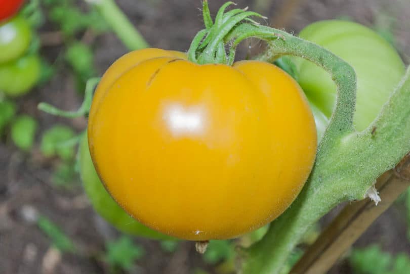 Anbau der Tomatensorte im Folientunnel