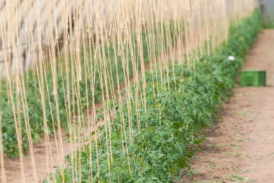 Kommerzieller Tomatenanbau im Gewächshaus