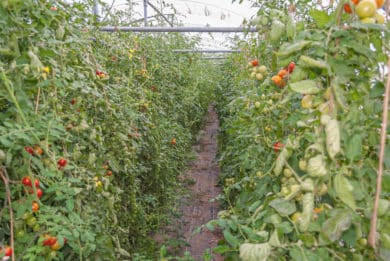 Kommerzieller Tomatenanbau im Gewächshaus