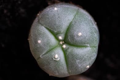 Der für die Huicholes heilige Peyote Kaktus - Lophophora williamsii