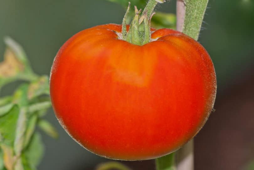 Die Fleischtomate Mariannas Peace wurde als die beste Tomatensorte der USA bezeichnet