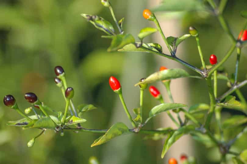 Chile Mashito bzw. Amashito ist eine lokale, traditionelle Capsicum annuum Sorte aus Tabasco, Mexiko