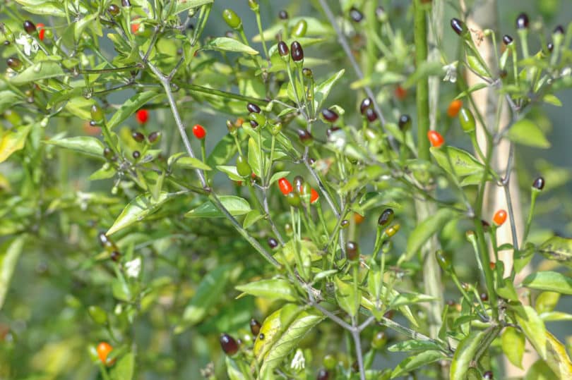 Amashito ist eine enorm ertragreiche Chilisorte, die für die Zubereitung von traditionellen Saucen in Mexiko verwendet wird.