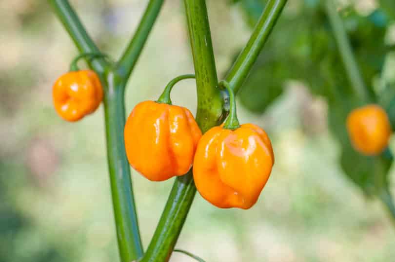 Die fruchtige Chilisorte Morovars Yellow - Capsicum chinense