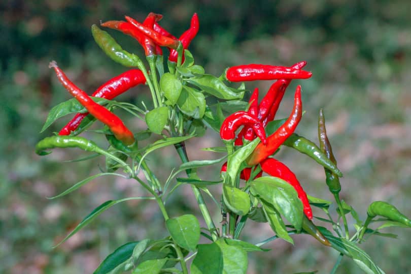 Die Chilisorte Nagayatsubusa hat aufrecht wachsende, rote Früchte