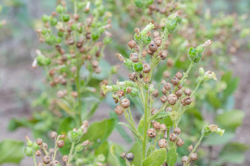 Nicotiana rustica - Bauern-Tabak