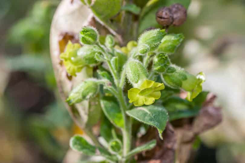 Nicotiana rustica