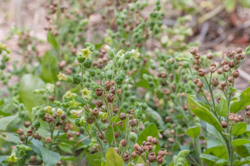 Nicotiana rustica