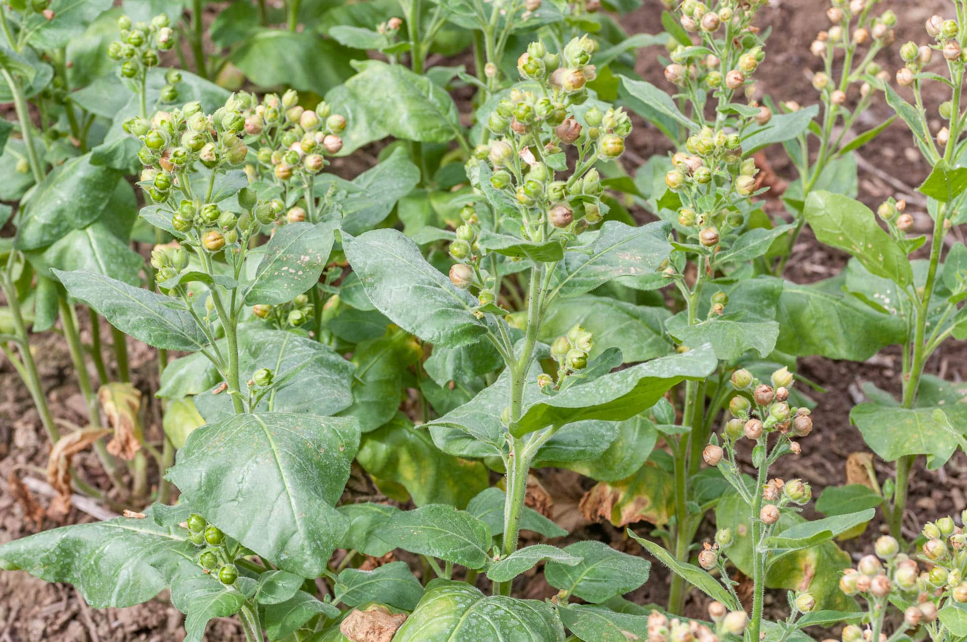 Nicotiana rustica - Mapacho (Bauern-Tabak) aus dem oberen Amazonasgebiet (Peru, Ecuador, Süd-Kolumbien, West-Brasilien) wird für traditionelle schamanische Amazonasmedizin benutzt