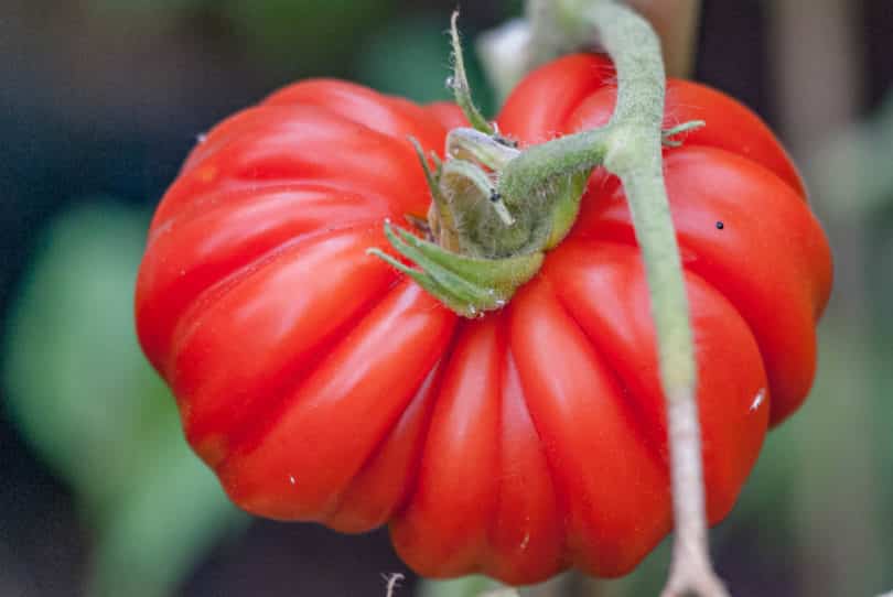 Die Tomatensorte Ochsenherz schmeckt  gut, aromatisch und hat meist gerippte, ochsenherzförmige Früchte.