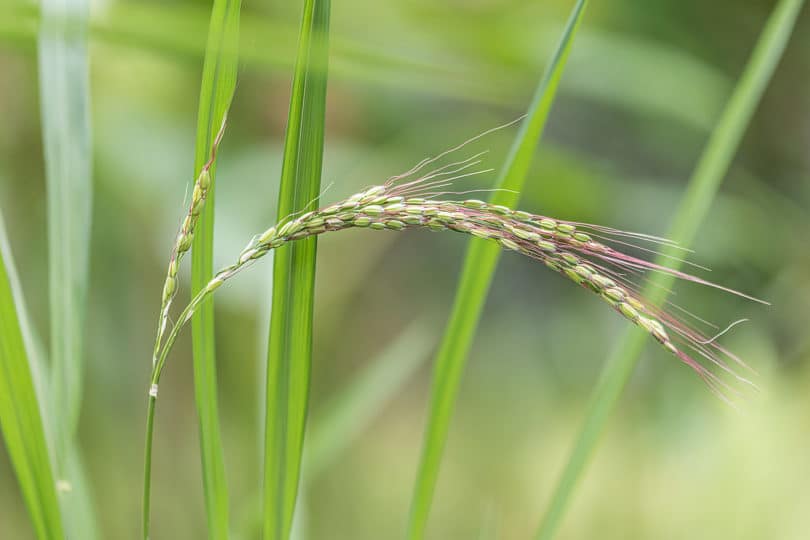 Oryza-sativa-810x540.jpg