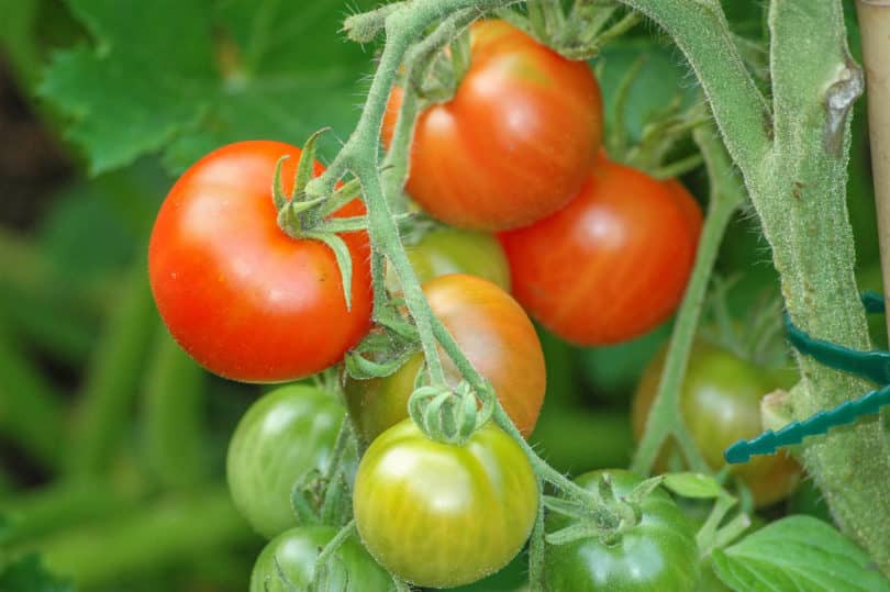 Die Tomatensorte Outdoor Girl schmeckt gut, und trägt reichlich kleine Früchte
