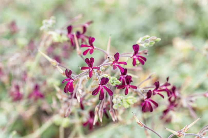 Die Heilpflanze Umckaloabo - Pelargonium sidoides