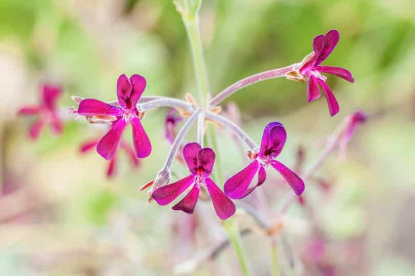 Umckaloabo (Pelargonium sidoides)