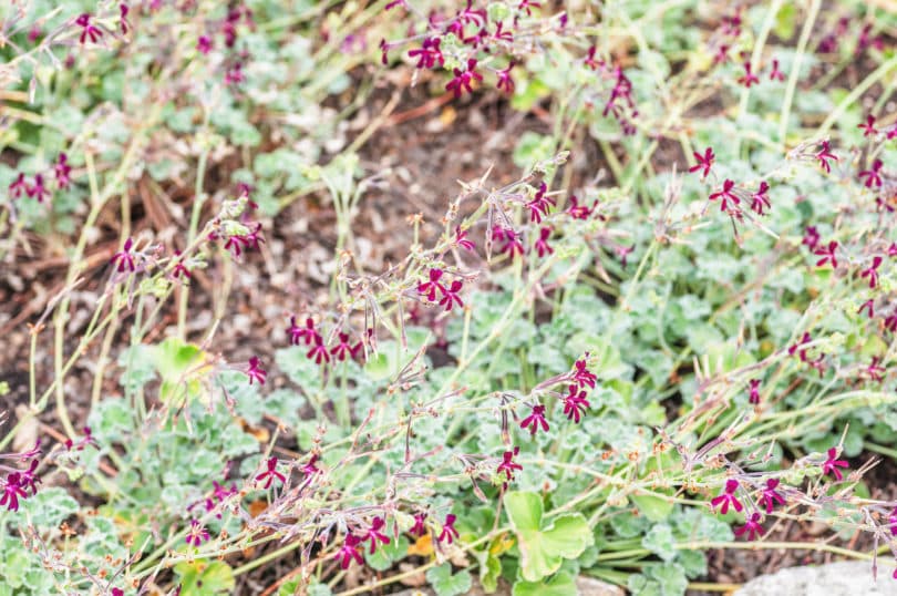 Umckaloabo (Pelargonium sidoides)