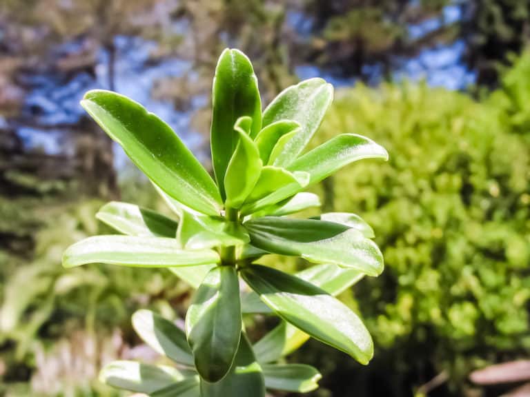 Congona Peperomia congona