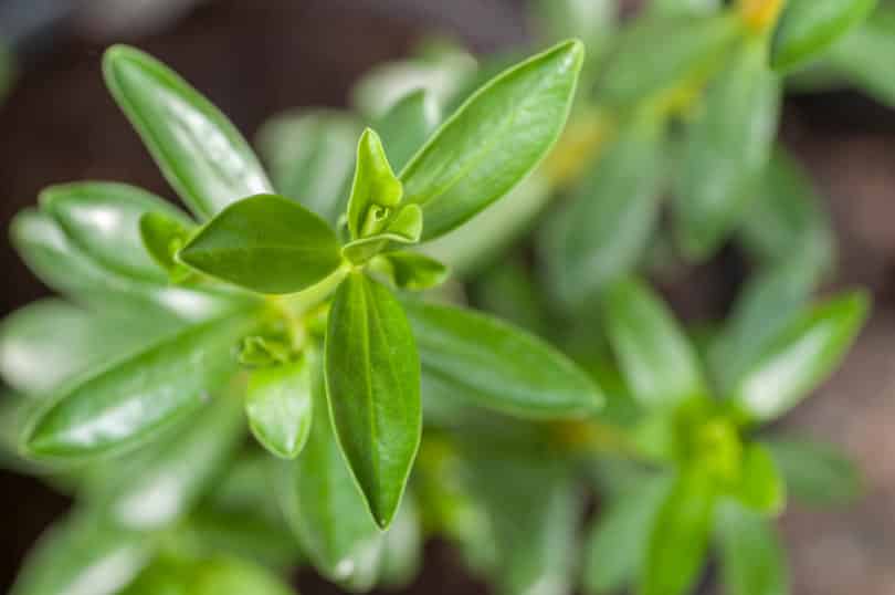 Congona (Peperomia congona) ist eine Heilpflanze aus Ecuador und Bestandteil des traditionellen Kräutertees Horchata lojana