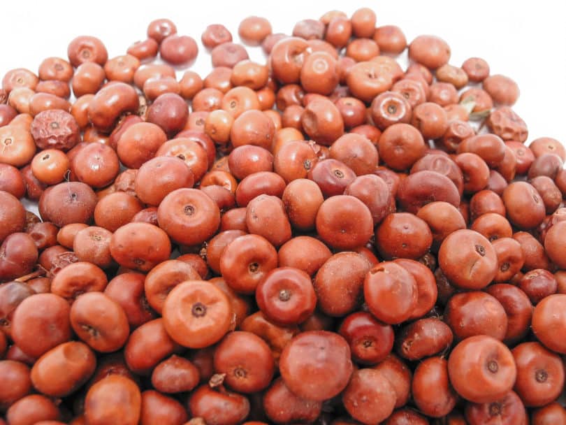 Pinguica - Ehretia tinifolia