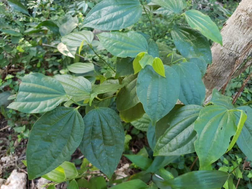 Arten der Familie Piperaceae