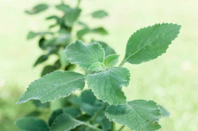 Boldo - Plectranthus barbatus