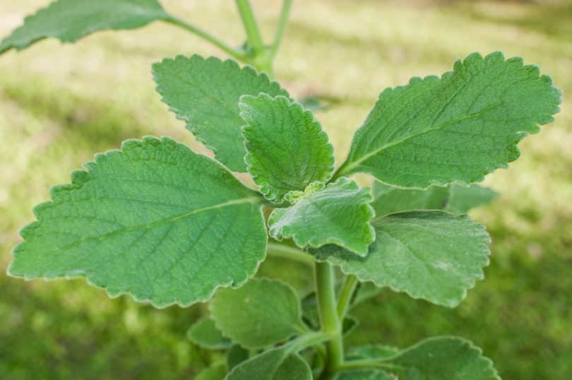 Boldo - Plectranthus barbatus