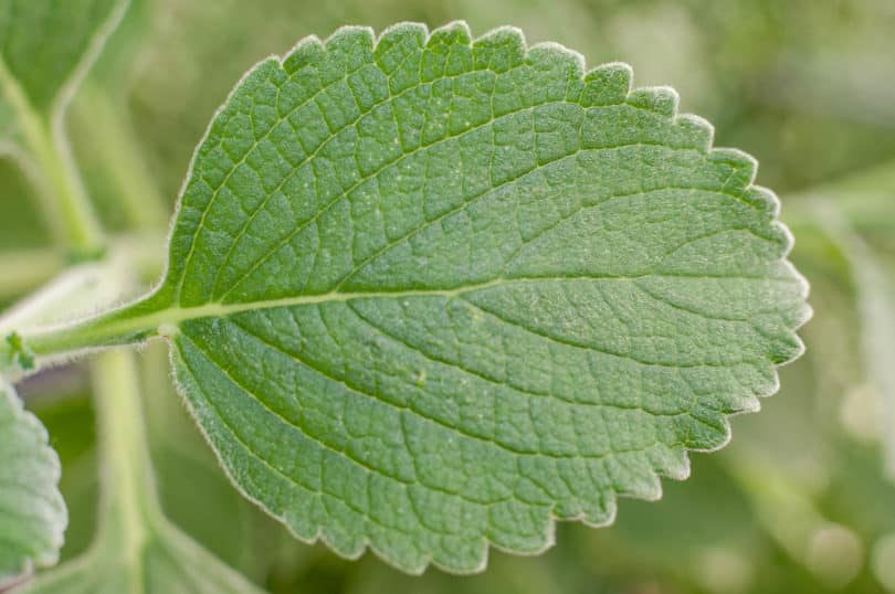 Die samtig behaarten Blätter von Boldo (Plectranthus barbatus)