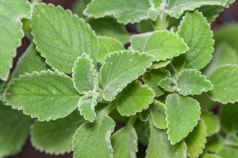 Boldo (Plectranthus barbatus) Pflanze