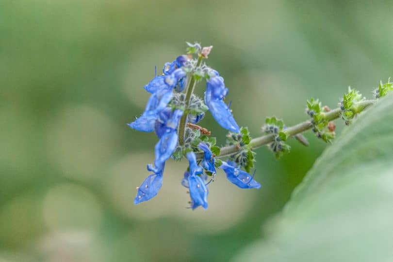 Die blaue Blüte von Plectranthus barbatus