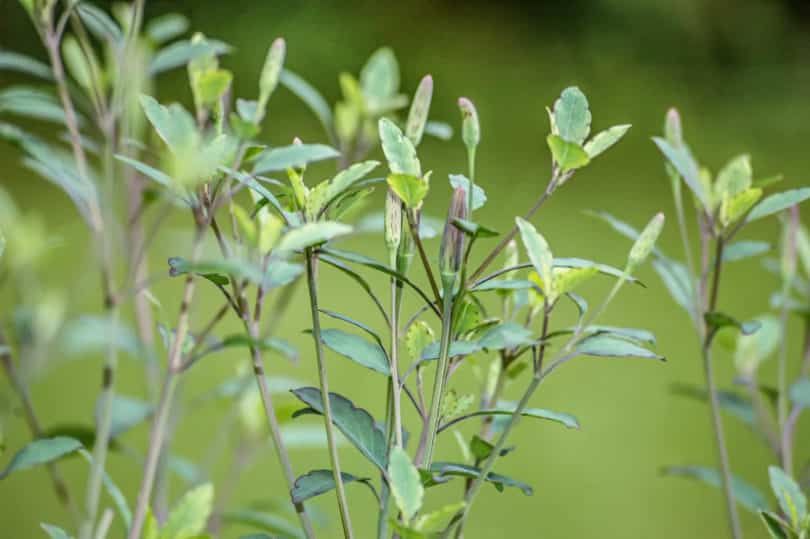 Bolivianischer Koriander - Porophyllum ruderale