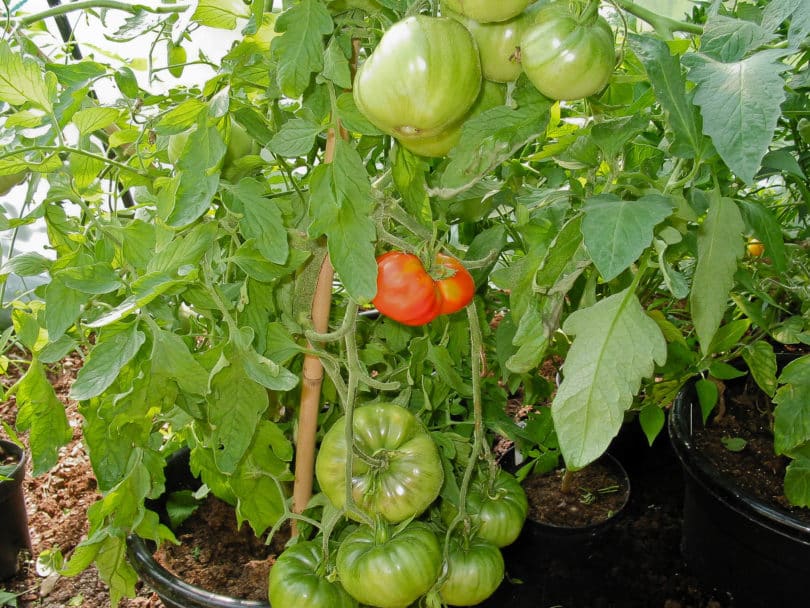 Die Sorte ist sehr ertragreich und schmeckt sehr gut