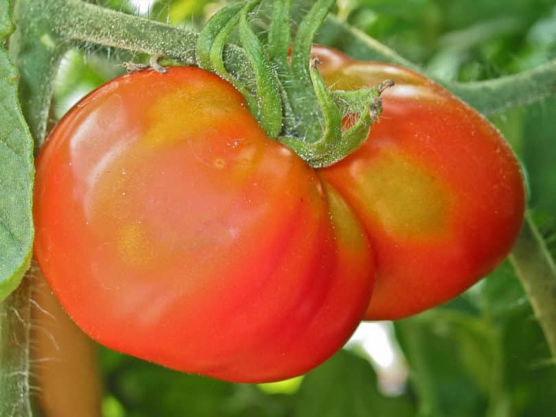 Purpurkönig - Solanum lycopersicum - Tomatensorte