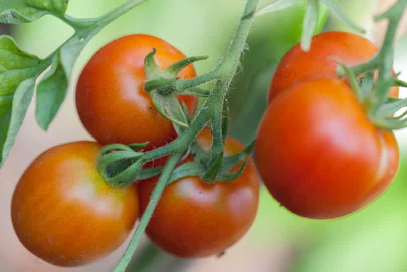 Quedlinburger Frühe Liebe - Solanum lycopersicum - Tomatensorte
