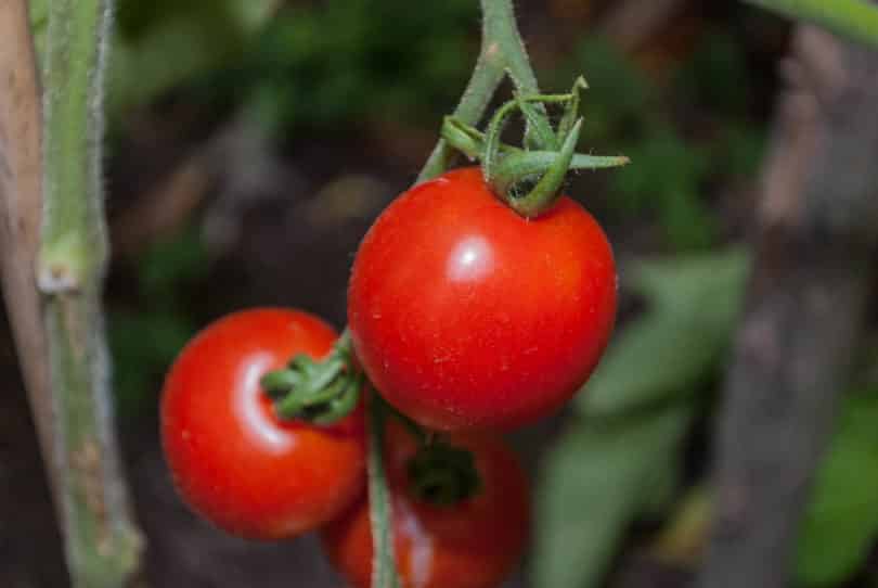Eine klassische runde Tomatensorte