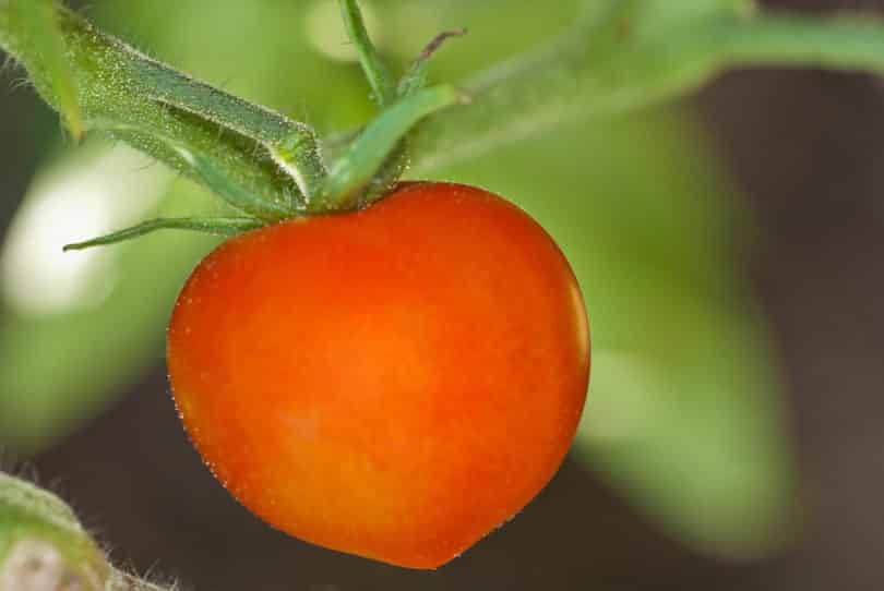 reife Frucht