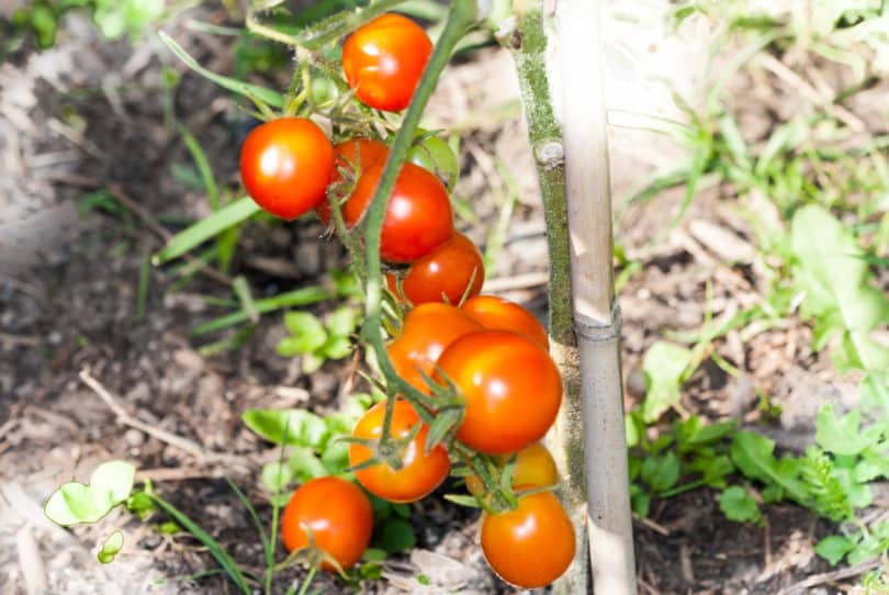 Reife Früchte im Juni im Freiland Anbau