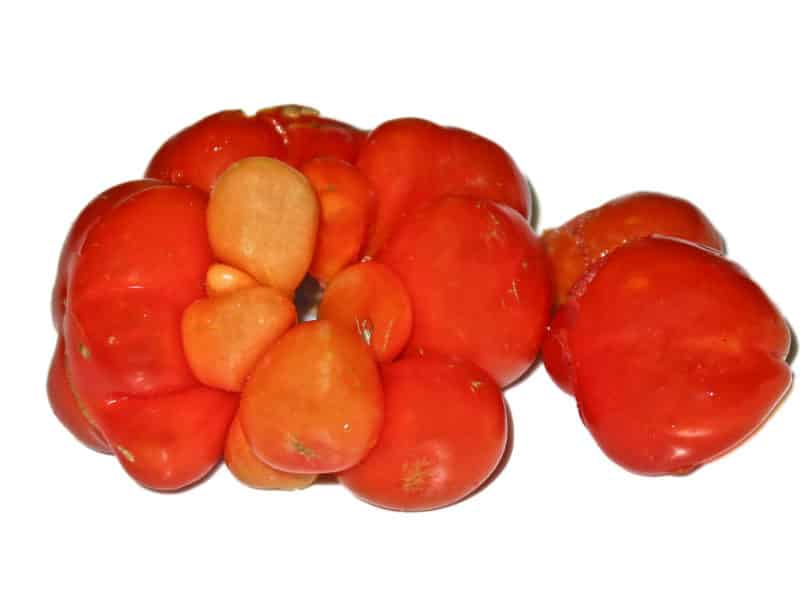 Die Reisetomate stammt aus Guatemala und ist bizarr geformt.