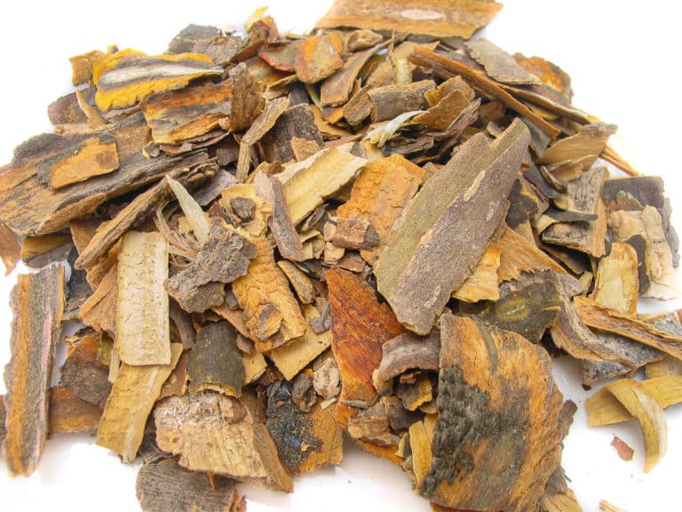 Cascara Sagrado Rhamnus purshiana Rhamnaceae