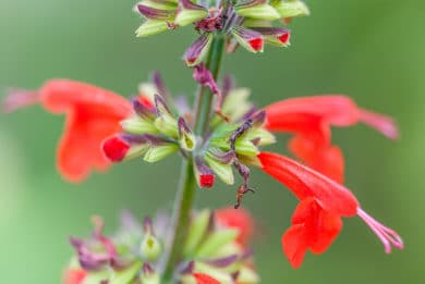 Salvia-coccinea-390x261.jpg