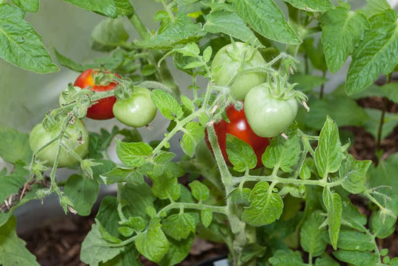 Die Tomate Siberia reift rot ab und schmeckt vorzüglich.