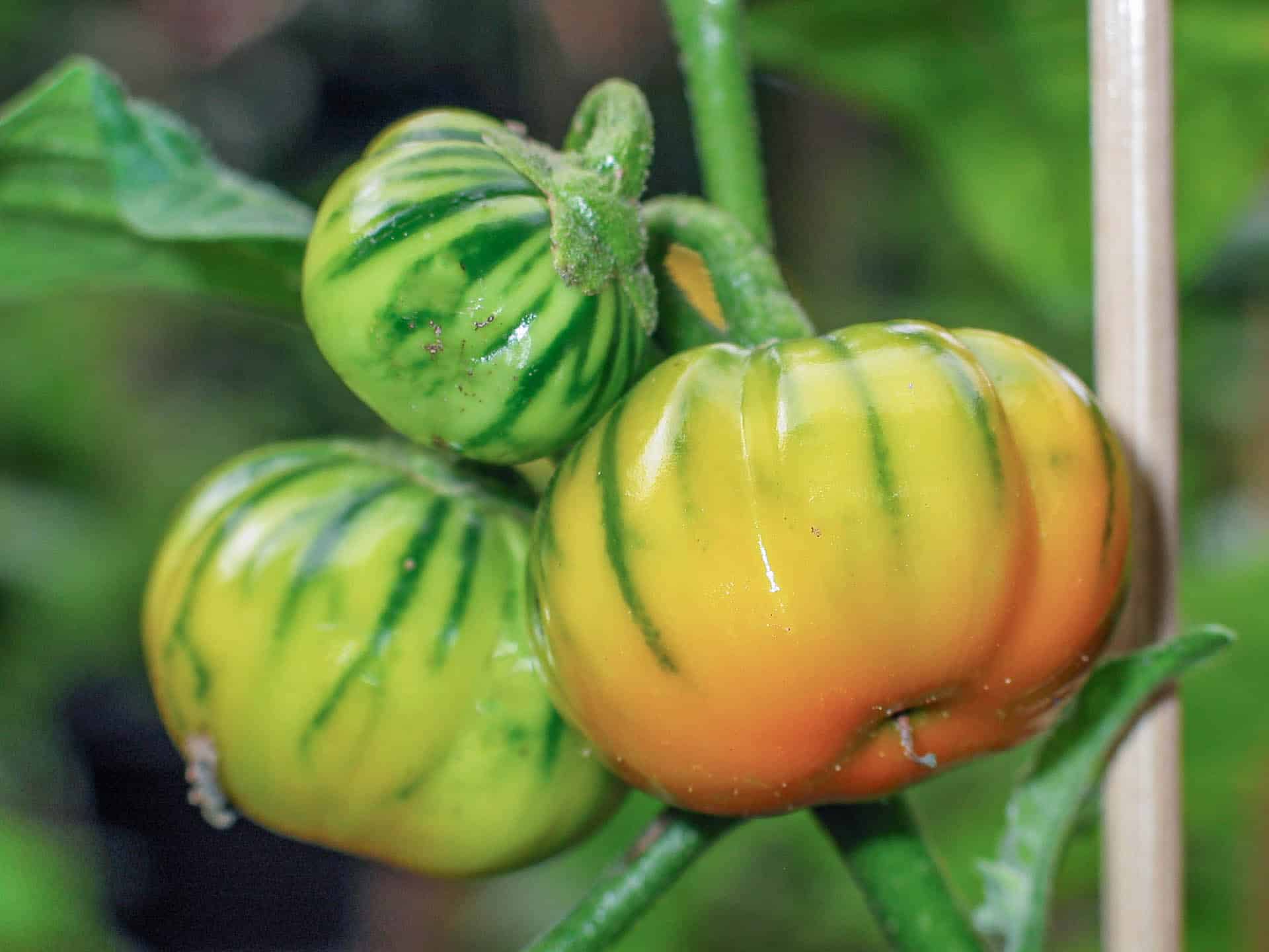 Solanum macrocarpon L . ) and Scarlet ( Solanum aethiopicum L . )